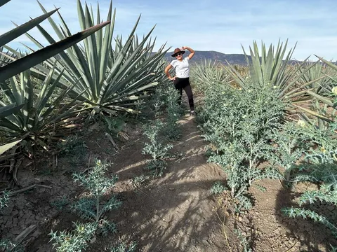 Mezcal Tour Oaxaca (13 Tastes) — photo 4